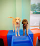 Pet boarding services Coastal Paws Pet Resort in North Myrtle Beach in South Carolina