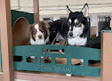 Pet boarding services Coddled Critters Pet Resort And Spaw in North Salt Lake in Utah