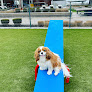 Pet boarding services Colby's Dogcare And Spa in Washington in Washington, D.C.