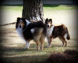 Pet boarding services Colliehaven Pet Boarding in Roseboro in Sampson