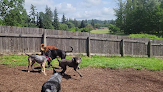 Pet boarding services Columbia Canine Cottage Boarding & Grooming in Kalama in Washington