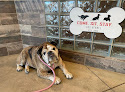 Pet boarding services Come, Sit And Stay Kennel in Ostrander in OH