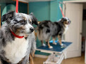 Pet boarding services Companions Grooming in Santa Fe in New Mexico
