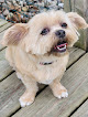 Pet boarding services Concord K-9 Center in Goshen in Indiana