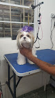 Pet boarding services Condado Grooming Salon & Pet Boutique in San Juan in Puerto Rico