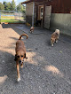 Pet boarding services Cooper's Wounded Bear Farm And Kennels in Kasilof in Alaska