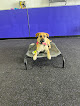 Pet boarding services Core K9 Training in Richmond in KY