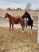 Pet boarding services Cornerstone Stables in Hickman in Nebraska