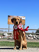 Pet boarding services Coteau View Kennels in Conde in South Dakota