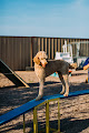 Pet boarding services Cottonwood Pet Resort in Alamogordo in Otero