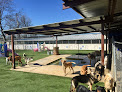 Pet boarding services Country Acres Pet Resort in Arlington in Tarrant