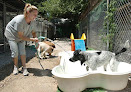 Pet boarding services Country Acres Pet Resort in Manchester in St. Louis