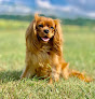 Pet boarding services Country Bound Pet Resort in Greenwood in IN