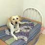 Pet boarding services Country Charm Bed & Biscuit in Marshfield in MO