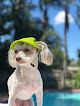 Pet boarding services Country Club Pet World Kennel in Longwood in Florida
