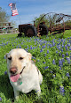 Pet boarding services Country Cottage Pet Resort in New Braunfels in TX