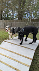 Pet boarding services Country Kennel Resort in Odenville in Alabama