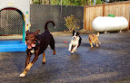 Pet boarding services Country Kennels in Tacoma in WA