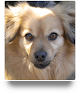 Pet boarding services Country Kennels in Herald in California