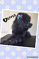 Pet boarding services Country Mutt, Llp in Kingfield in Maine