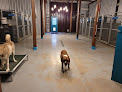 Pet boarding services Country Pet Playground Dog Boarding & Grooming in Mountain View in Arkansas