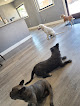 Pet boarding services Country View Kennels in Modesto in CA
