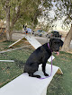 Pet boarding services Countryside Grooming And Boarding in Worland in WY