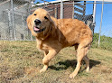 Pet boarding services Countryside Kennels in Bloomingdale in Harrison