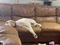 Pet boarding services Countryside Pet Estates in Milton in GA