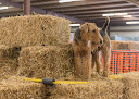 Pet boarding services Countryside Pet Resort in Georgetown in TX