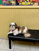 Pet boarding services Countryside Veterinary Clinic in Ellicott City in Maryland