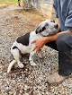 Pet boarding services Cowboy Town in Hico in West Virginia