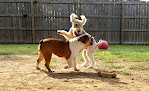 Pet boarding services Creature Comforts - Pet Boarding & Daycare in Russellville in Arkansas