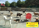 Pet boarding services Creature Quarters Surry in Surry in Maine