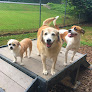 Pet boarding services Creekside Pet Hotel in Kennesaw in GA