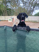 Pet boarding services Critter Boarding Inc in Spring Hill in FL