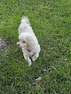Pet boarding services Critter Cleaners in Hutchinson in Kansas