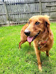 Pet boarding services Critter Kennels in Wadesville in Indiana