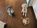 Pet boarding services Critter Sitters Of Lexington, Inc. in Lexington in KY