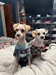 Pet boarding services Crystal Pet Grooming in Fresno in California