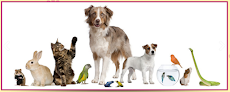 Pet boarding services Cu Pet Palace in Champaign in IL