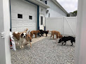 Pet boarding services Daisy's Doggie Daycare in Batesville in Indiana