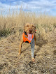 Pet boarding services Dakota Pet Care in Aberdeen in SD