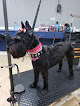 Pet boarding services Dandie Scottie Kennel in East Point in Fulton