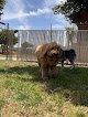 Pet boarding services Darby's Pet Paradise in Modesto in CA