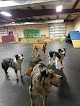 Pet boarding services Das Hund Haus Inc. in Lakeland in FL
