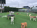 Pet boarding services Dawg Tired Play Days in Tacoma in WA