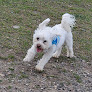 Pet boarding services Dawgtopia in Bath in Maine