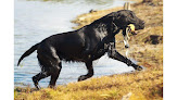 Pet boarding services Dbr's Obedience & Boarding in Searcy in Arkansas