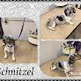 Pet boarding services D&d's Kennel In The Land Of Oz! in Clifton in Kansas